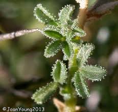 Image result for Melolobium