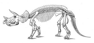 Skeletal Restoration Of Triceratops Prorsus Based On The Holotype Skull And A Referred Spec Dinosaur Coloring Pages Dinosaur Coloring Sheets Skeleton Drawings