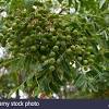 It was introduced into hawaii in 1840. Https Encrypted Tbn0 Gstatic Com Images Q Tbn And9gcraqhhual0hl9slfrppe2epvxhunxfthw6brrtrvpwnv3wakct Usqp Cau