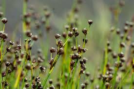 Image result for Suaeda merxmuelleri