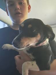 Needing to rehome ASAP… NO KIDS AND NO SMALL DOGS. my absolute last resort  is the pound but she can not stay here. I've had her since June and out of  nowhere