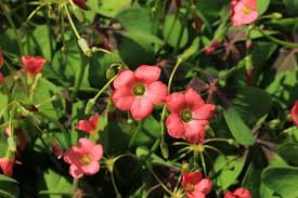 Image result for Oxalis tetraphylla