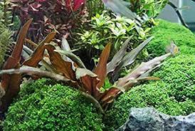 They range in color from bright grass green, through forest green, olive, bright pink, and mahogany brown. Cryptocoryne Beckettii Petchii Pink Akvarijumart