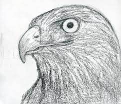 Maybe you would like to learn more about one of these? How To Draw A Hawk Red Tailed Hawk Step By Step Drawing Guide By Finalprodigy Dragoart Com