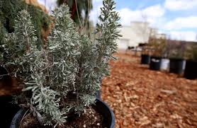 Maybe you would like to learn more about one of these? Know Before You Grow Do Your Homework On Wyoming S Climate Business Trib Com