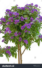 Image result for Lycianthes rantonnetii