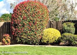 There's nothing like the tall, stately silhouette of a cypress tree. Fraser Photinia Red Tip Plant Resources Home Ttu