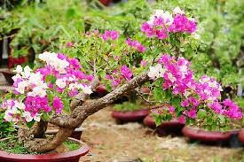 Menanam bunga kertas dengan dijadikan bonsai. Morfologi Dan Klasifikasi Tanaman Bunga Kertas Ilmu Pertanian