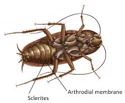 In Cockroach Sclerites Are Joined By A Terga B Sterna Class 11 Biology Cbse