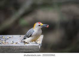 21,361 Pecker Royalty-Free Images, Stock Photos & Pictures | Shutterstock