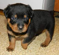 Lancaster puppies has apricot black and, mini french poodles from breeders. Rottweiler Puppies For Sale Worcester Ma 71255