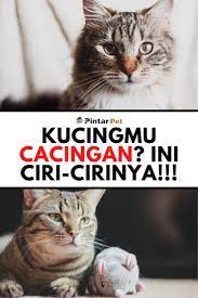 Kenali Penyebab Ciri Ciri Dan Cara Mengobati Cacingan Pada Kucing Kucing Pengikut Bikini