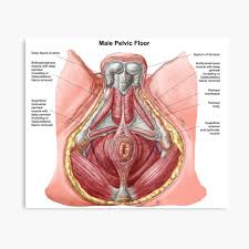 And last but not least if you are taking 3d modeling and texturing seriously i strongly suggest to visit www3dsk best character photo refer. Pelvic Floor Of Human Male Poster By Stocktrekimages Redbubble