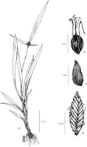 Image result for Cyperus mapanioides