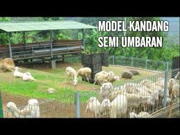 Mohon maaf kalau judul artikel ini terlihat keras. Apakah Benar Dengan Model Kandang Umbaran Ini Ternak Domba Kambing Kita Lebih Baik Atau Sebaliknya Youtube