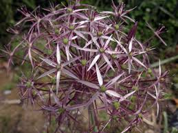 Image result for Alliaceae