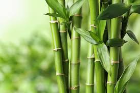 You can help wiktionary by elaborating on the origins of this term. Episode 13 Apply 6 Lessons Of The Bamboo Tree In Your Practice Medicine Revived