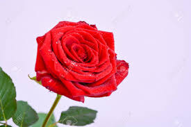 They are bright, desired, pleasantly smell. Natural Background Red Roses Beautiful Flowers Leaves Stock Photo Picture And Royalty Free Image Image 77670606