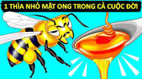 Cách Thức Và Lí Do Ong Làm Mật (Cùng Các Sự Thật Khác Về Ong Mà Bạn Vẫn  Thắc Mắc)