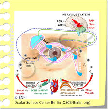 One thing that causes us to really notice our immune system is when it fails for some reason. Nervous System Blink And Pain Ocular Surface Center Berlin