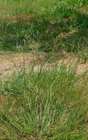 Image result for Panicum coloratum