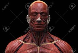 For successful bodybuilding, it is important to know the anatomy of the muscles and how to they work. Human Body Anatomy Muscle Anatomy Of The Face Neck And Chest Stock Photo Picture And Royalty Free Image Image 64471550