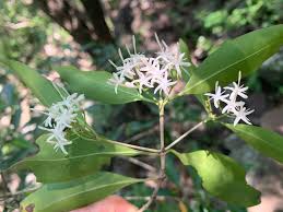 Image result for Coptosperma supra-axillare