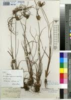 Image result for Pycreus cuanzensis