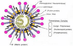 .listeria monocytogenes, mycoplasma spp.), фунгицидное (candida spp., aspergillus spp., fusarium spp., pеnicillium spp.), вирулицидное (newcastle disease virus, reovirus, rotavirus, coronavirus. Vaccines For Newcastle Disease Virus Creative Biolabs