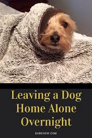Leaving A Dog Homealone Overnight Dogs Dog Care Bored Dog