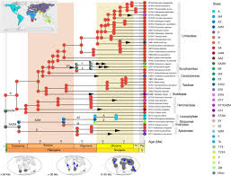 Image result for Diclis