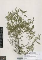 Image result for Phyllanthus hutchinsonianus