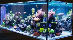Meskipun anda harus menggunakan sumber air sadah biasa untuk mengisi akuarium ikan tertentu, mengganti air yang menguap dengan air kaya. 7 Cara Mudah Membersihkan Akuarium Dari Kerak Dan Kotoran