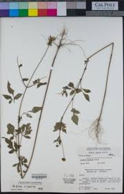 Image result for Bidens oligoflora