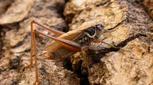 Another sign of a cricket infestation is the chirping noise the male house crickets often make, which is done when they rub their front wings together. Roesel S Bush Cricket The Wildlife Trusts