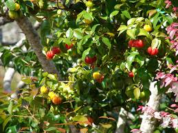Because nutrient concentrates vary, adhere to the application rates listed on the. Eugenia Garden Care A Guide To Maintain And Shape The Evergreen Topiary Plant Getrather Com