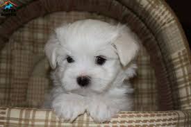Safkan Maltese Terrier Yavrulari Satiliktir Bir Disi Ve Bir Erkek Olmak Uzere Iki Yavru Kaldi Http Www Kopekdunyasi Terrier Puppies Maltese Dogs Terrier