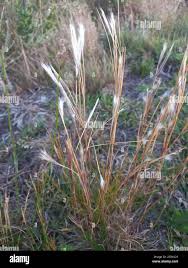 Image result for Andropogon eucomus