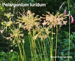 Image result for Pelargonium luridum