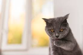 Arti mimpi najis kucing kucing ini memang tidak najis kecuali kotoranya dan air seninya tetapi dalam hal mimpi ini mengartikan kamu tidak boleh bertindak sesuai kemauan kamu, kontrol diri kamu sebaik mungkin jika tidak maka kamu akan mendapatkan hal buruk yang akan menimpa kamu walaupun. 7 Arti Mimpi Tentang Kucing Pertanda Kebaikan Dan Keburukan Terjadi Sonora Id