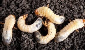 Назвали найшкідливішого хруща для виноградника - AgroTimes