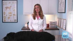 Do take puppies to the veterinarian immediately do ask your veterinarian about a probiotic. Dog Diarrhea Causes And Treatment Video Article And Infographic Petmd