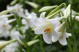 Like gemstones, flowers can represent birthdays in each month of the year. 7 Popular Sympathy Flowers And Their Meanings Funeral Basics