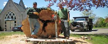 Tree trimming tree removal stump removal catastrophe removal insurance consulting fertilizing. M D L Tree Service And Stump Removal
