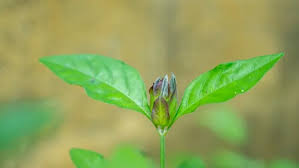 Image result for Ecbolium hastatum