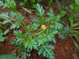 Image result for Chrysanthellum indicum