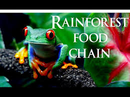 Rainforest Food Chain And Web: Examples And Who'S On Top - A-Z Animals
