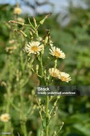 Image result for Lactuca indica