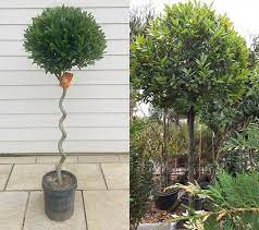 Has been added to your cart. Best Deciduous And Evergreen Single Stem Trees For Small Gardens