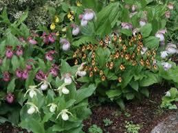 Frauenschuh Winterharte Orchideen Fur Den Garten Garten Ch